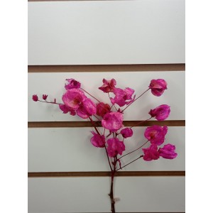 BOUGANVILE JP901 NATURAL DESIDRATADA A41XL15CM