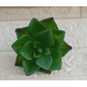 FL SUCULENTA WHY-08 FORM. FLOR A9XL9CM