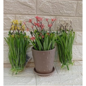 CAPIM COM FLORZINHA NEVADA EL0021 13G A25XL9CM