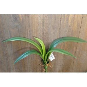 FL FOLHA 63801 DE ORQUIDEA SILICONE 5G FOLHA 3,3X28CM